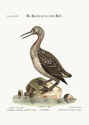 The Red-throated Diver or Loon, 1749-73